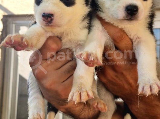Husky Yavrular