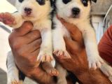 Husky Yavrular