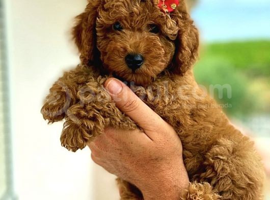 Red -Apricot Toy Poodle Yavrular görsel