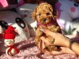 Teacup Di̇şi̇ Toy Poodle Bebeği̇mi̇z