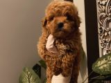 Çocuklarınıza Arkadaş Poodle Bebekler