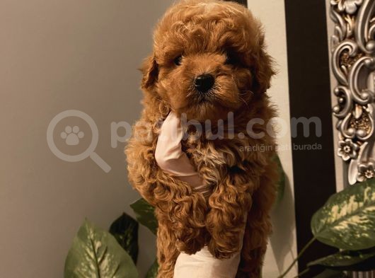 Çocuklarınıza Arkadaş Poodle Bebekler görsel