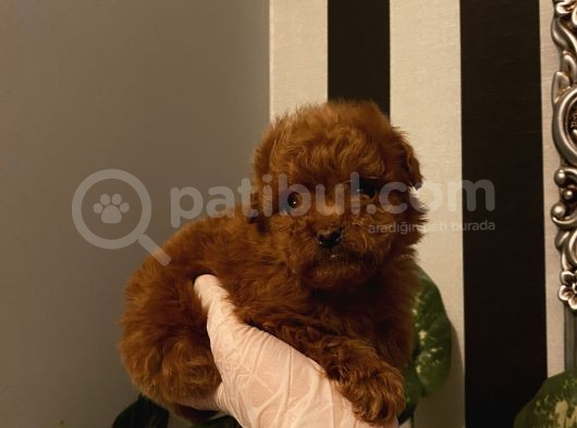 Çocuklarınıza Arkadaş Poodle Bebekler görsel