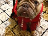 12 Aylık Dişi French Bulldog Lilac Sable