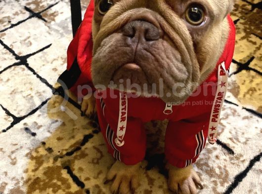 12 Aylık Dişi French Bulldog Lilac Sable görsel