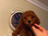 Çocuklarınıza Arkadaş Poodle Bebekler