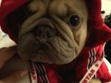 12 Aylık Dişi French Bulldog Lilac Sable