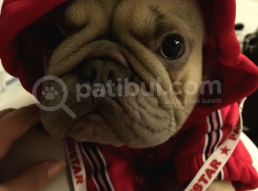 12 Aylık Dişi French Bulldog Lilac Sable görsel