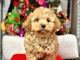 Dizayn Irk Sevimli Maltipoo Yavrular 