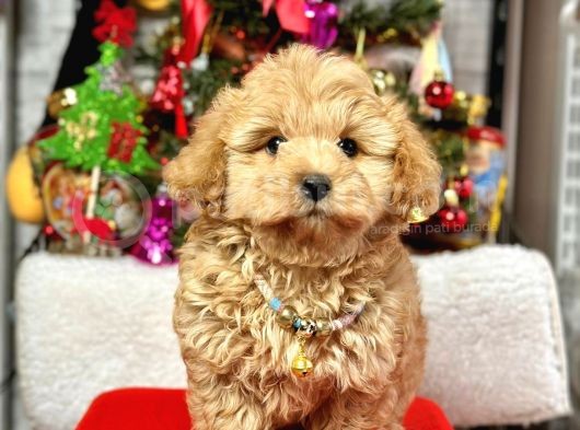 Dizayn Irk Sevimli Maltipoo Yavrular  görsel