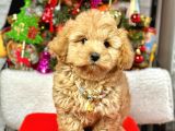 Dizayn Irk Sevimli Maltipoo Yavrular 