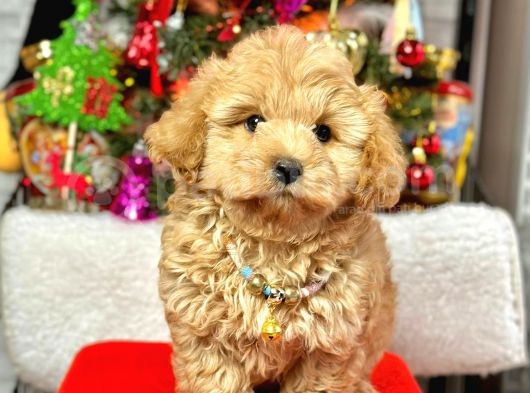 Dizayn Irk Sevimli Maltipoo Yavrular  görsel