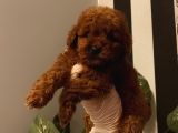 Çocuklarınıza Arkadaş Poodle Bebekler