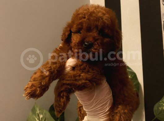 Çocuklarınıza Arkadaş Poodle Bebekler görsel