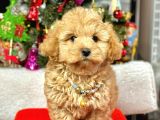 Dizayn Irk Sevimli Maltipoo Yavrular 