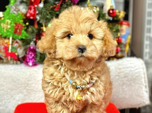 Dizayn Irk Sevimli Maltipoo Yavrular  görsel