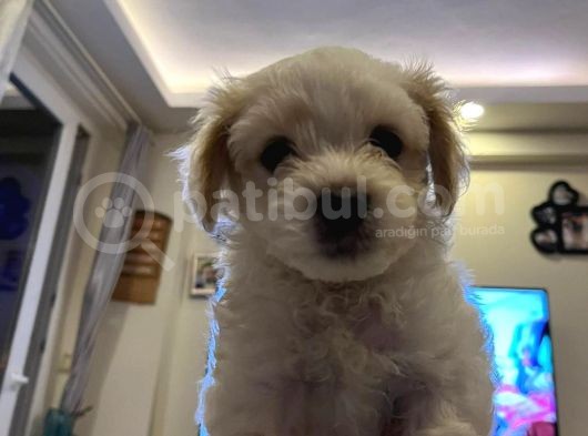 Güzeller Güzeli̇ Malti̇poo Yavrulari görsel