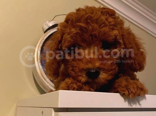 Çocuklarınıza Arkadaş Poodle Bebekler görsel