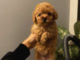 Muhteşem Kalite Poodle Bebekler