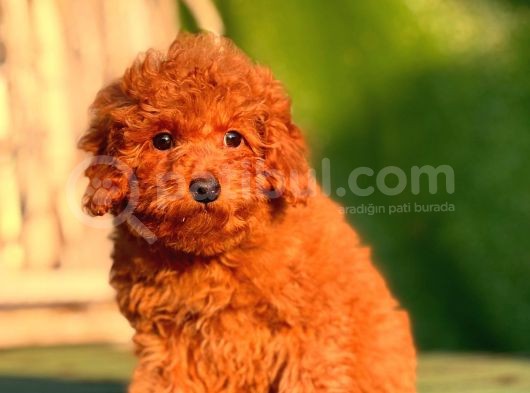 Red Toy Poodle Yavrular görsel