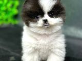 2.5 Aylık Show Kalite Pomeranian Yavrular