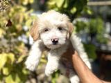 Sevi̇mli̇ Malti̇po Yavrulari