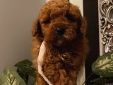Çocuklarınıza Arkadaş Poodle Bebekler