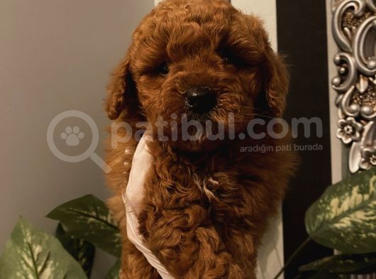 Çocuklarınıza Arkadaş Poodle Bebekler