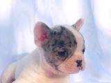 Solid Blue, Merle Pied, Fawn Balık Brindel French Buldoglar