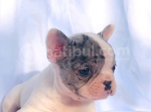 Solid Blue, Merle Pied, Fawn Balık Brindel French Buldoglar görsel