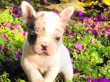 Solid Blue Merle Pied Fawn Balık Brindel French Buldoglar
