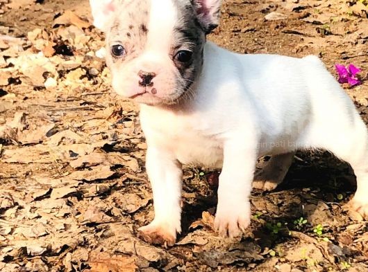 Solid Blue, Merle Pied, Fawn Balık Brindel French Buldoglar görsel