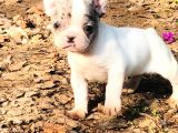 Solid Blue Merle Pied Fawn Balık Brindel French Buldoglar