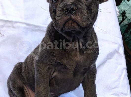 Solid Blue Merle Pied Fawn Balık Brindel French Buldoglar görsel