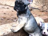 Solid Blue Merle Pied Fawn Balık Brindel French Buldoglar