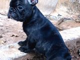 Solid Blue, Merle Pied, Fawn Balık Brindel French Buldoglar