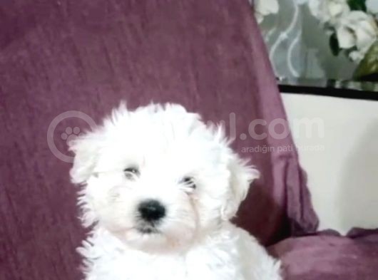Maltesse Terrier Cinsi Güzel Yavrular 