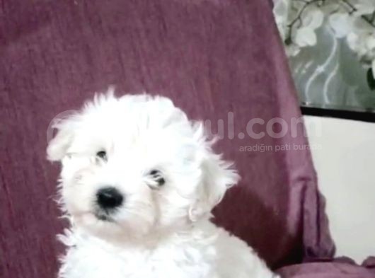 Maltesse Terrier Cinsi Güzel Yavrular  görsel