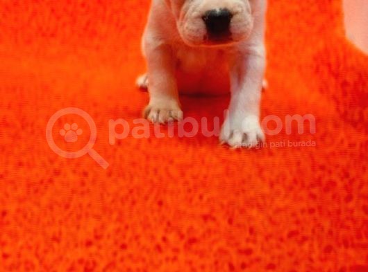 Üst Kali̇te French Bulldog Yavrularii
