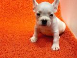 Üst Kali̇te French Bulldog Yavrularii