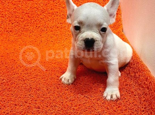 Üst Kali̇te French Bulldog Yavrularii görsel