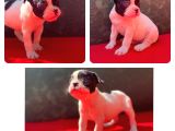 Üst Kali̇te French Bulldog Yavrularii