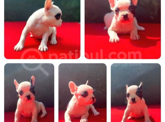 Üst Kali̇te French Bulldog Yavrularii görsel