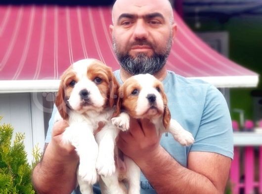 Cavali̇er Ki̇ng Charles Yavrusu