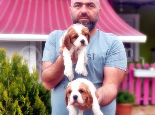 Cavali̇er Ki̇ng Charles Yavrusu görsel