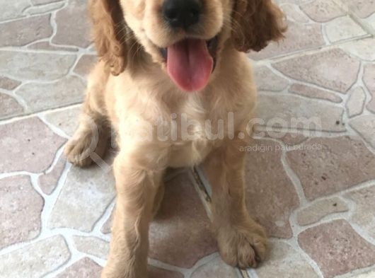 Sevimli Cocker Yavruları görsel