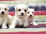 Resmi̇ Üreti̇ci̇den Maltese Terri̇er Yavrular