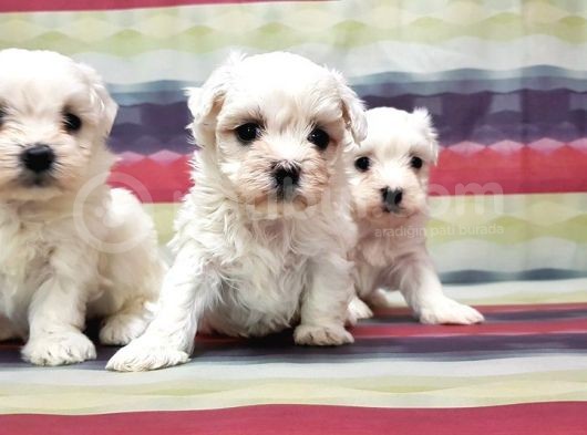 Resmi̇ Üreti̇ci̇den Maltese Terri̇er Yavrular görsel