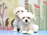 Maltese Terri̇er Yavrusu