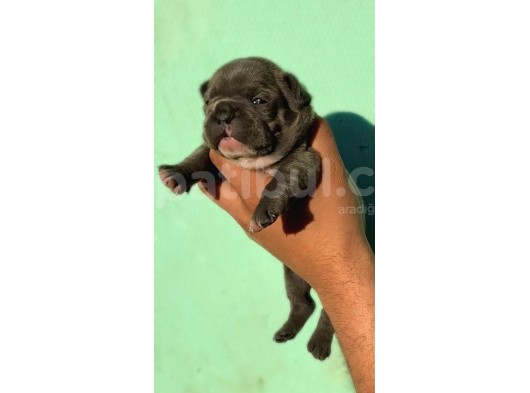 Blue French Bulldog Bebeklerimiz